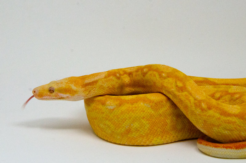 Super Coral Albino Red Tail Boa